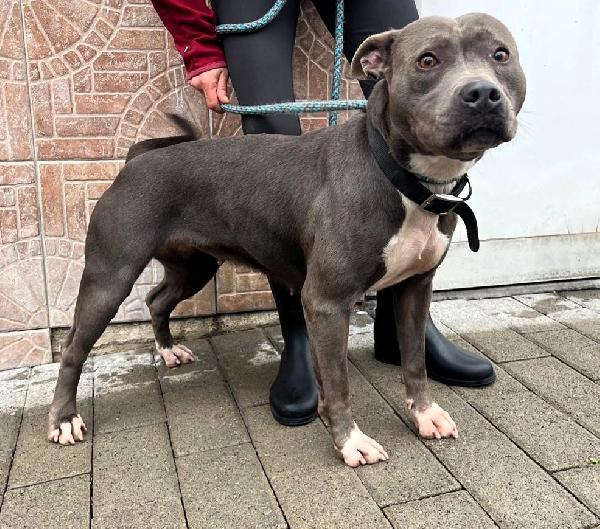 Daisy Cagnolina Meticcia